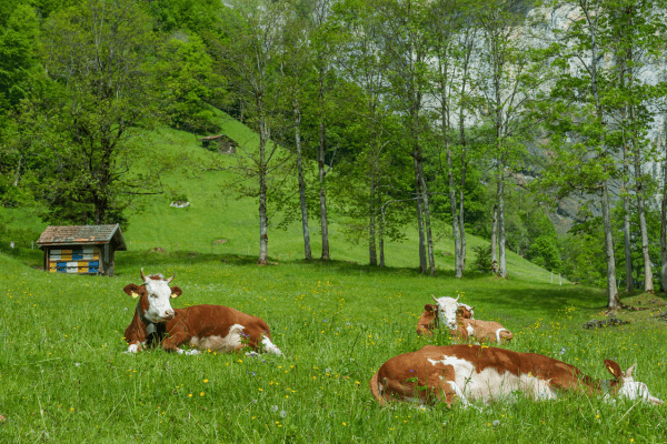 industrial compressors for dairy farm