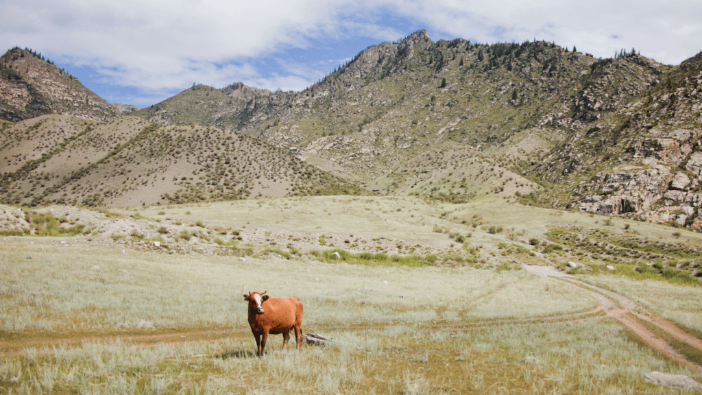 Arizona Dairy Farmers