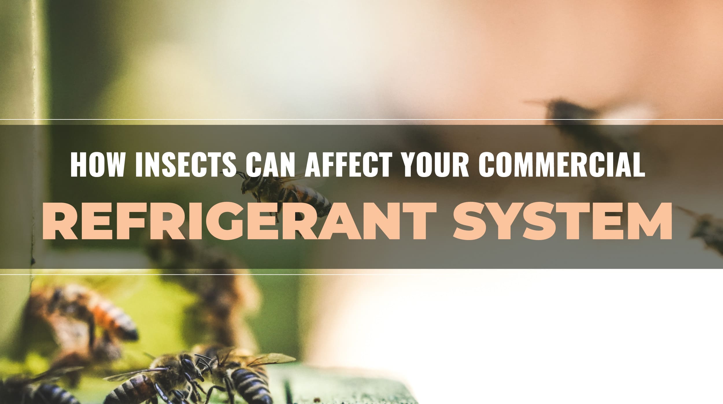 How Insects Can Affect Your Commercial Refrigerant System