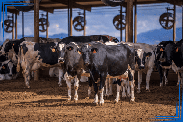 cows at farm