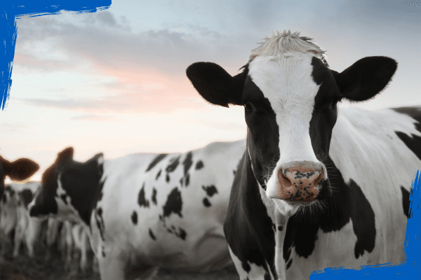 cow
